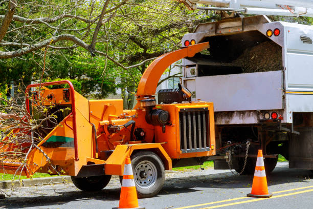 Trusted Dovesville, SC  Tree Services Experts