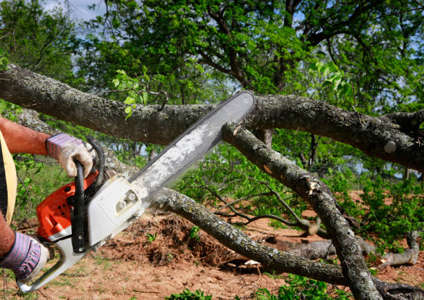 How Our Tree Care Process Works  in  Dovesville, SC